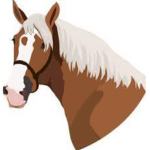 Soar Riding Academy