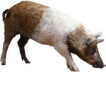 The Group of Hog