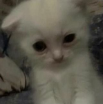 babykitties'