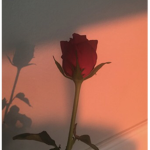Alohaa <3
