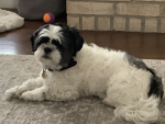 King the shih tzu
