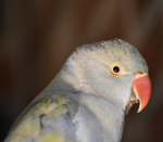 FREEBIRDZ