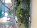 The dumb frogs