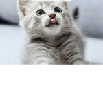 Katze club <3