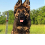 :D German shepherds :D