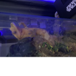 Reptile and Amphibian Protection