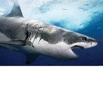 sharks only or die