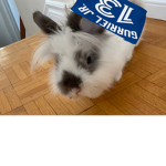 rambo lilly squad