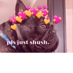 French bulldog luv <3