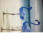 Izzy’s Blue flamingos