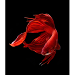 Betta fish are the cutest!!!