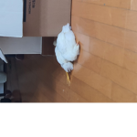 바보크루