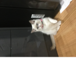 Da kittens