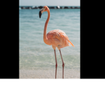 Flamingos chill