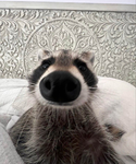 코다