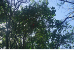 Tree - c a r d I n a l ' z / r3d bird'z