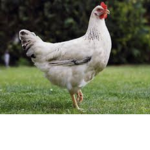 CHICKEN ARMY! :)