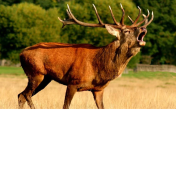 Roman's spiel (fuer roman)