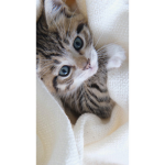 Cats,monkeys and dogs