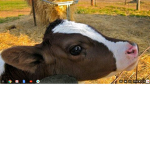 Moo_sey AKA TheOfficalCow Fan Club!