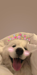 DOG MAN GROUPP