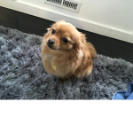 Bella the Awesome Dog