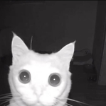 Experienced Warrior Cats