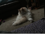 Cats “meow meow“