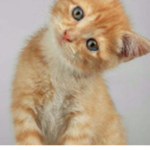 Adopt me kitties