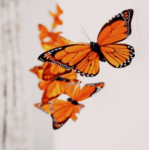 da butterflies >:3