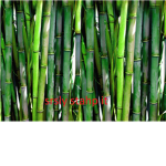 stop being such a bamboo