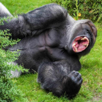 Mountain Gorilla