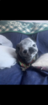 What’s up dogs?