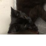 I love my kitty cats a lot