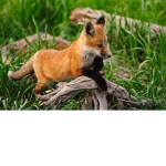 The Adorable Foxes Group