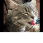 !Cat fans!