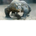 Lizard plays yt