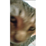 Cats are cute but like really cute