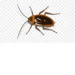 ROACH G4NG