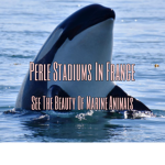 |*+*|Perle Stadiums In France|+*+|