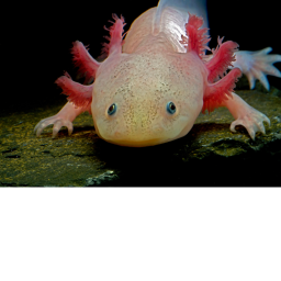 Axolotl Hangout
