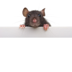 muddy rats
