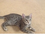 Kitten Roblox club