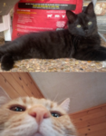 puckey