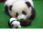 Panda Are Da Best