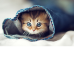 we all love cats