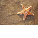 Orange Starfish Squad