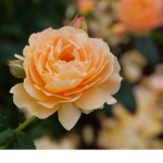 Merina’s Giveaways