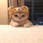 cute cat cat cat! Roblox decal preview