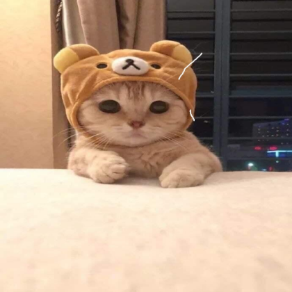 Cute Cat Cat Cat! Roblox decal